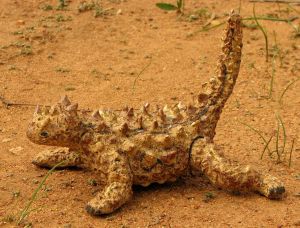 Thorny Devil