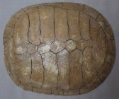 Turtle Shell
