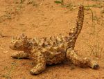 Thorny Devil 2